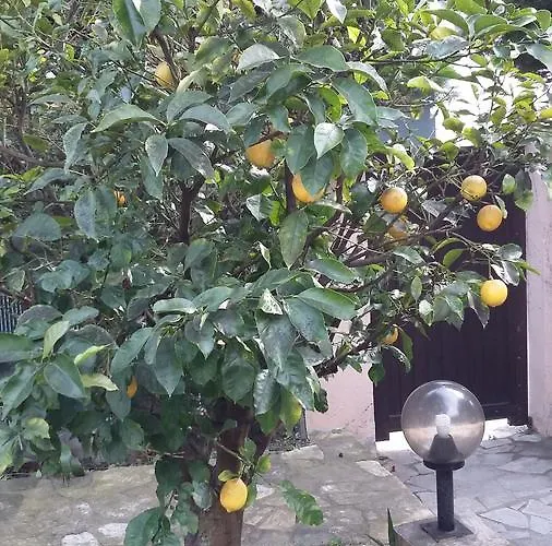 Bruyere * أنتيب