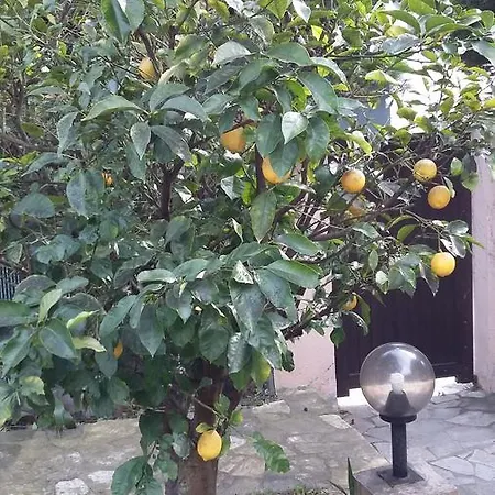 Bruyere * אנטיב